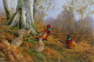 Artist: Neil Cox; Painting: Autumn Pheasant