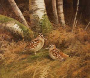 Artist: Neil Cox; Painting: The Birchwood- Woodcock
