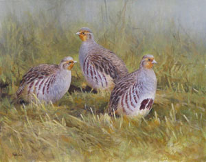Artist: Neil Cox; Painting: English Partridge Trio