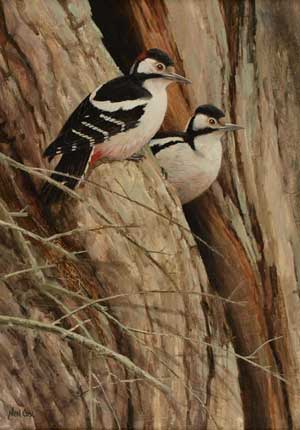 Artist: Neil Cox; Painting: Great Spotted Woodpecker.