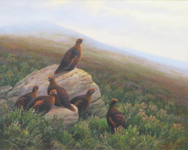Neil Cox: Red Grouse on the moor