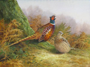 Artist: Neil Cox; Painting: Pheasant pair