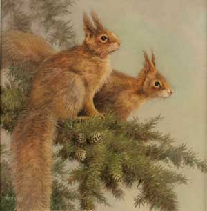 Artist: Neil Cox; Painting: Red Squirrel pair.