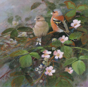 Artist: Neil Cox; Painting: Chaffinch pair